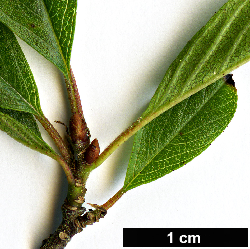 High resolution image: Family: Rhamnaceae - Genus: Rhamnus - Taxon: pumila